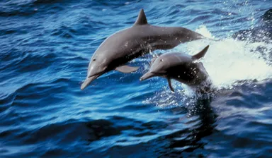 Dolphin Watching Tour