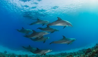 Dolphin Watching Tour
