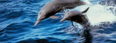 dolphin watching lovina logo
